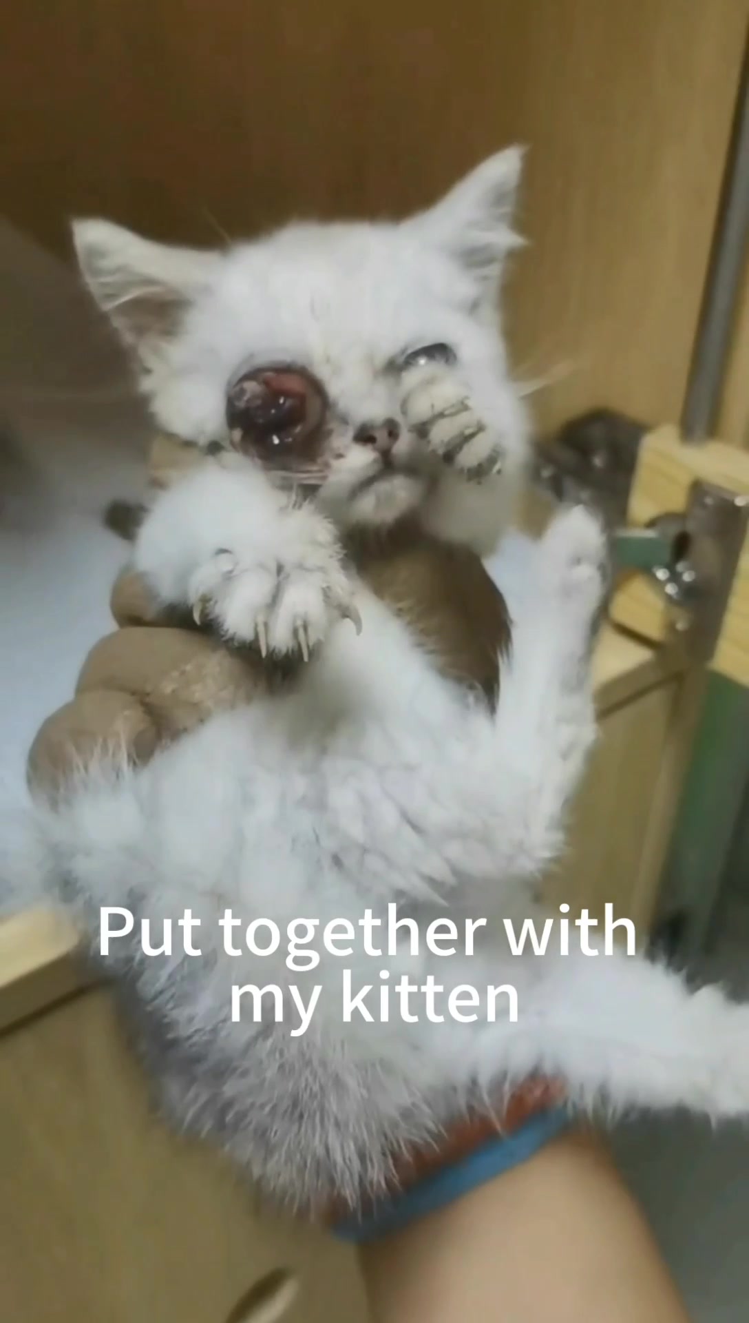 @Cats and dogs