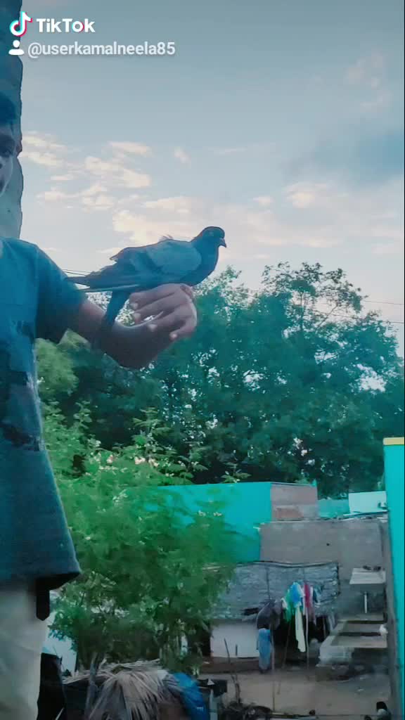 @kamalneela