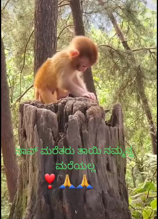 @Rangappa nayak teja