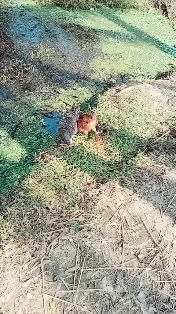 @Sukanta Das