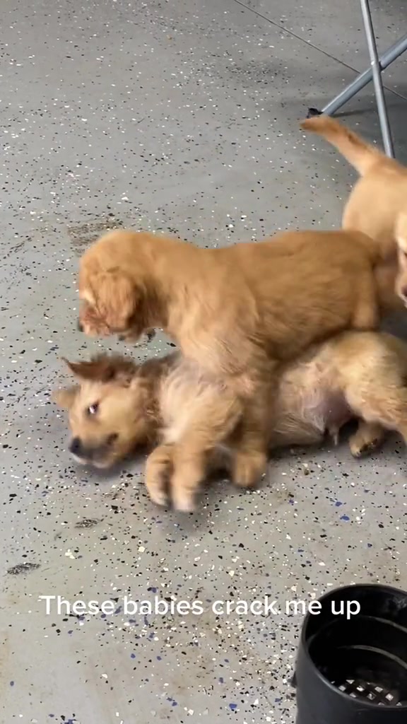 @Family full of goldens