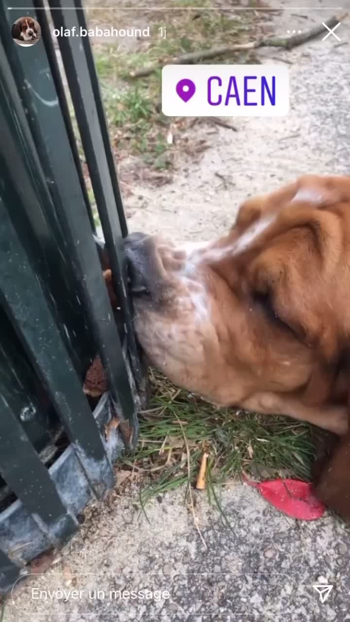 @Olaf le basset hound 🐾