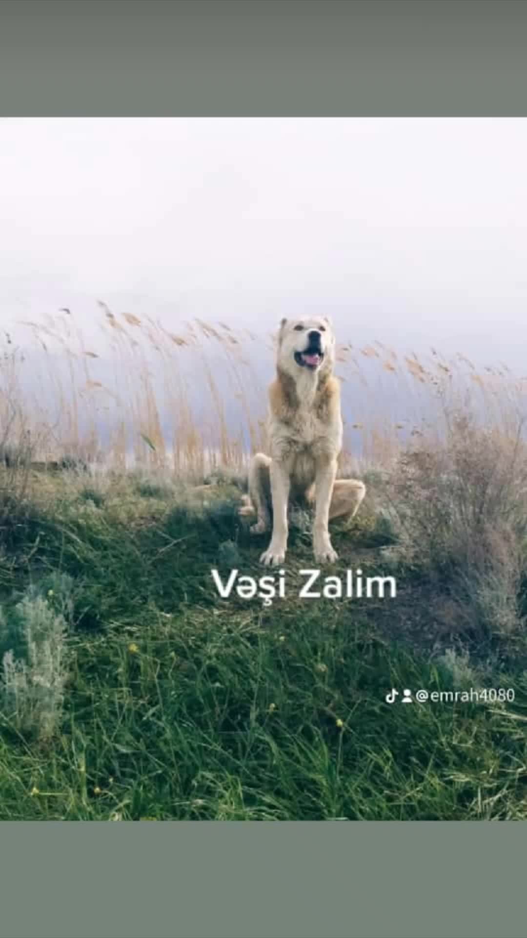 @Zalim_033