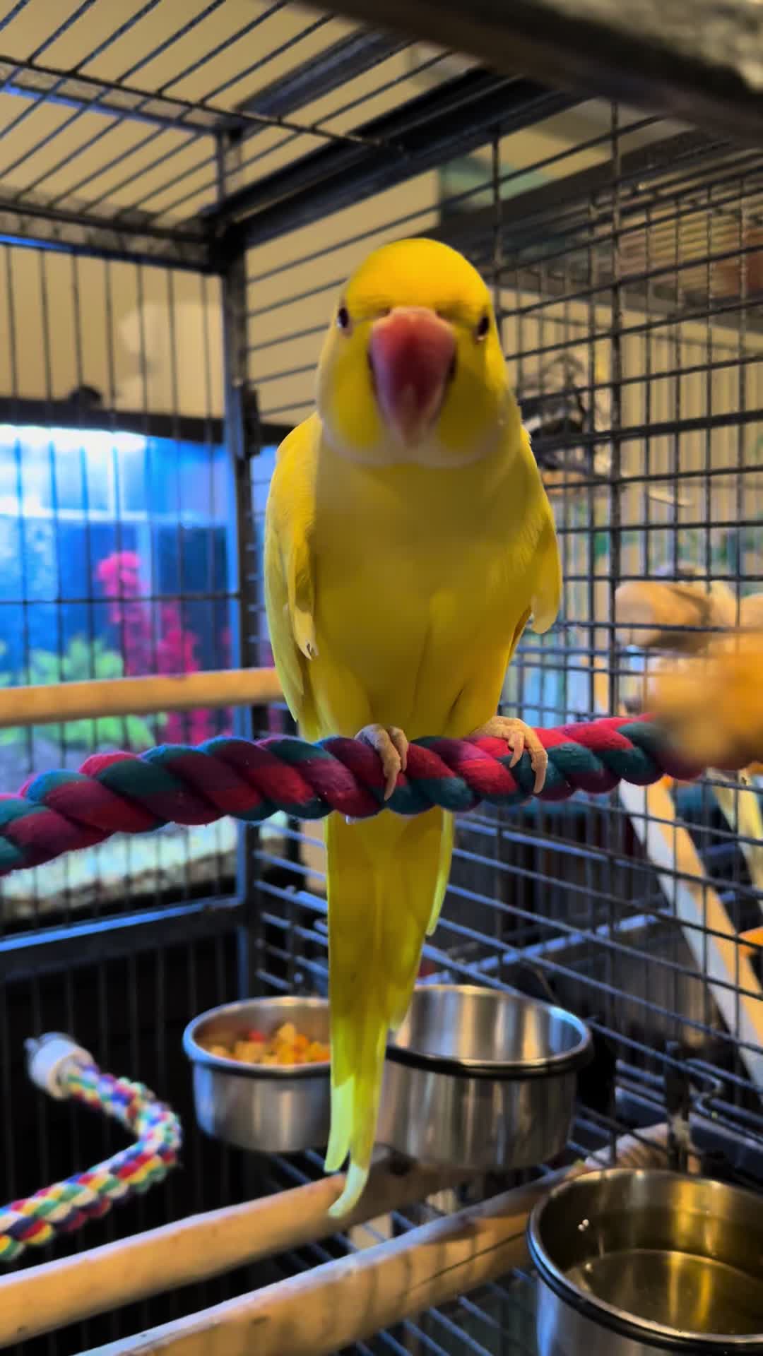 @Tweety the Ringneck