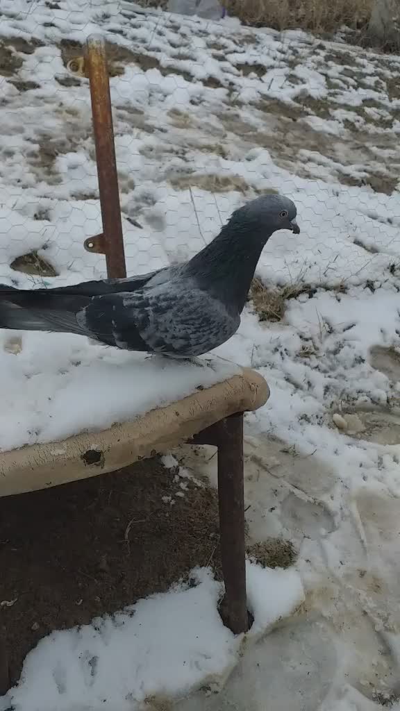 @Muhamet Özsoy