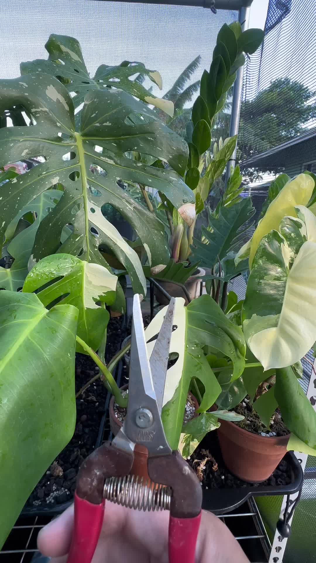 @Just_fishandplants