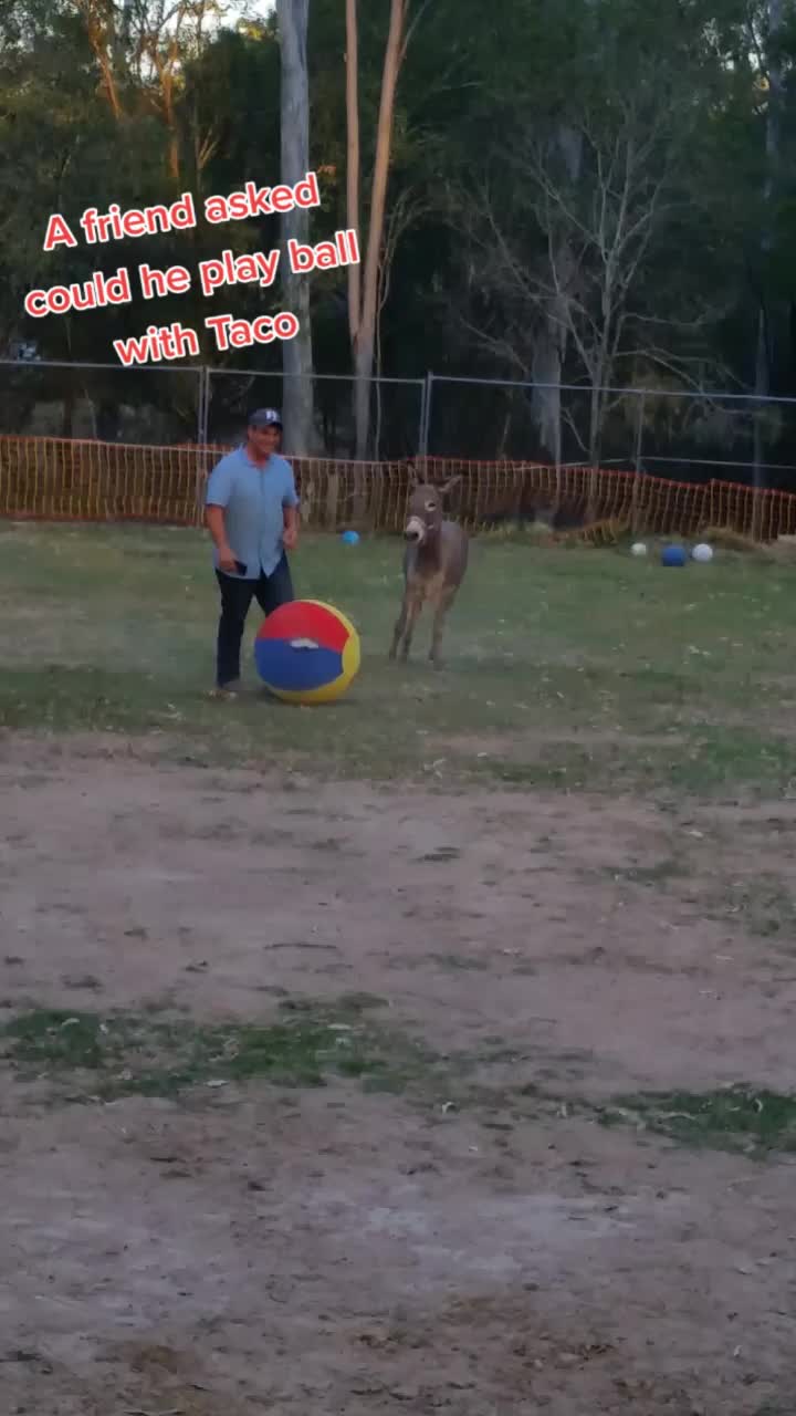 @Tacothewonderdonkey