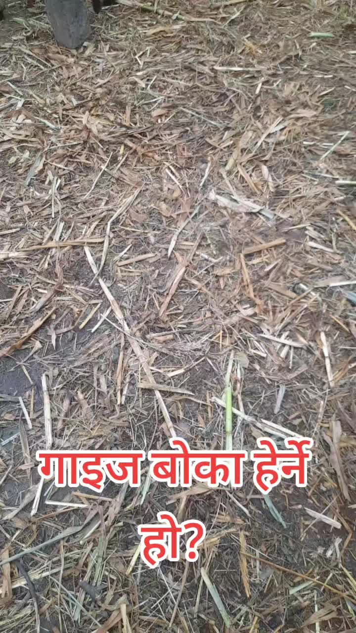 @नेपाली मन🇳🇵🇳🇵🇳🇵