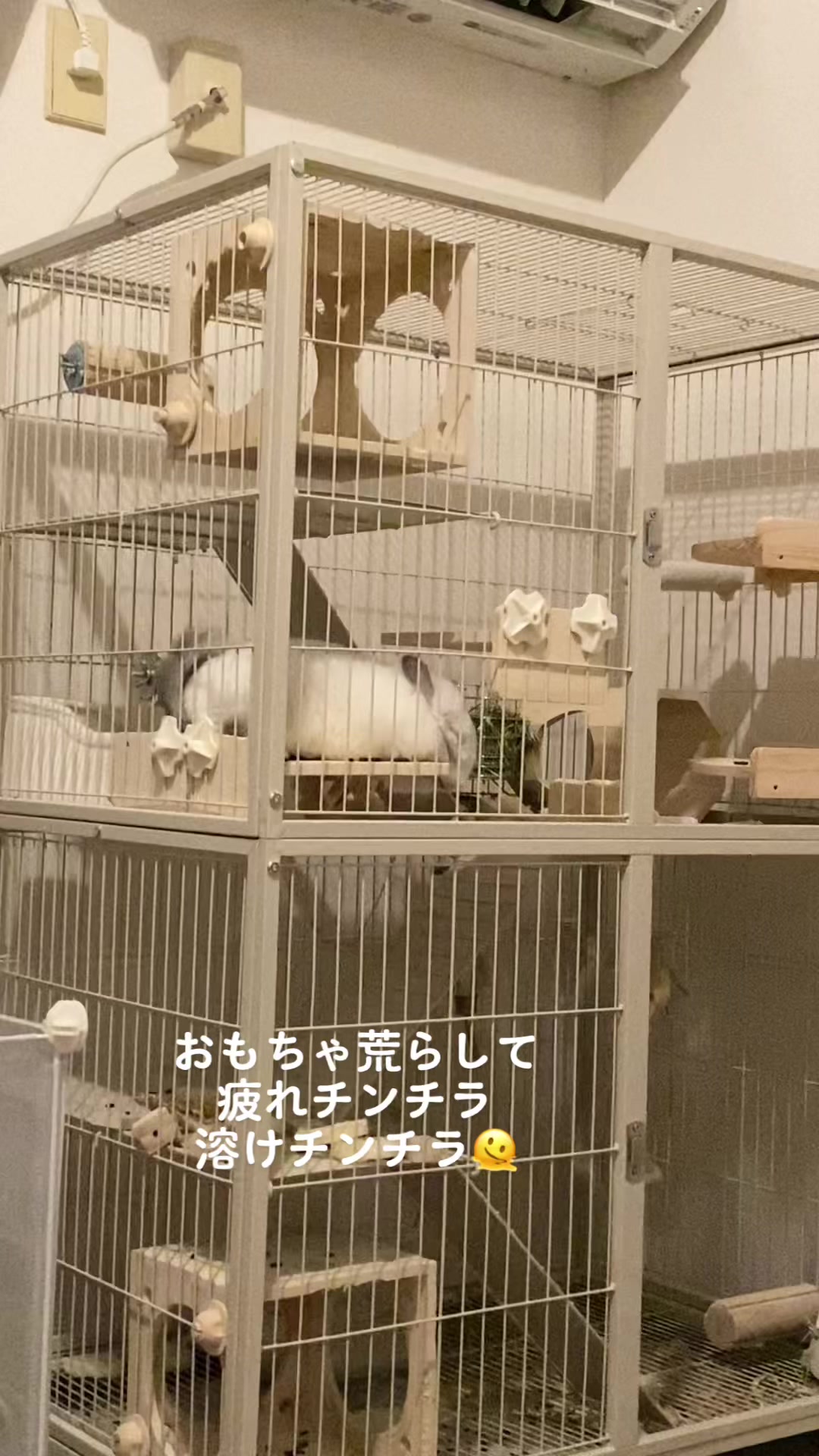@アンゴラチンチラの雨くん