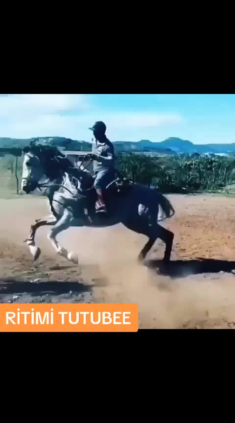 @Pitomnik_ağcabedi_volkadav.Mir