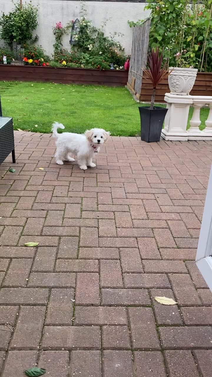 @🐕Fʟᴏssʏ🐕