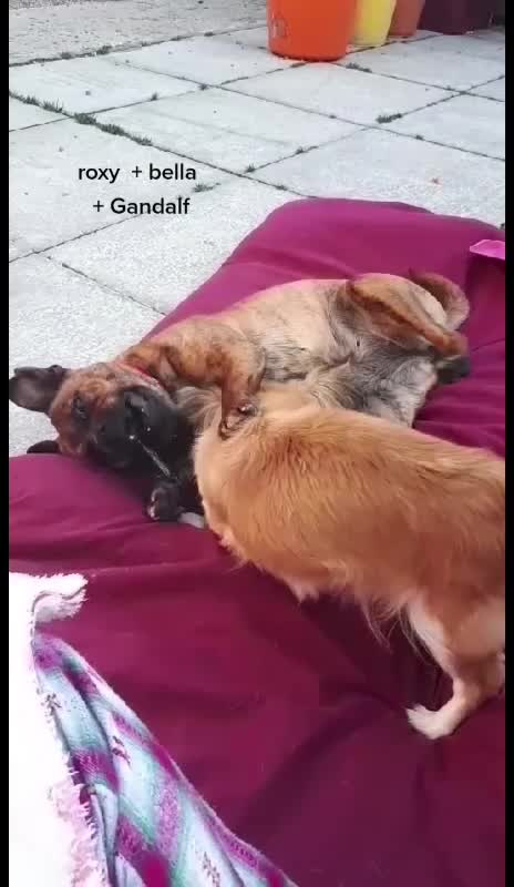 @threedogsanjenny