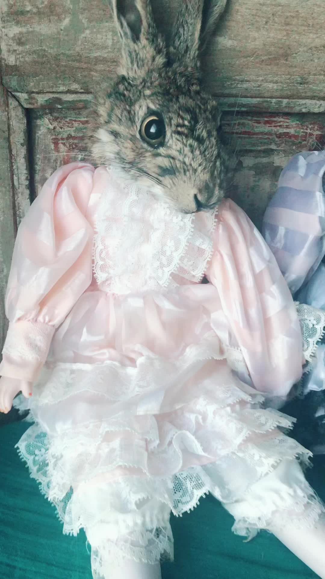 @foxwothoutsox