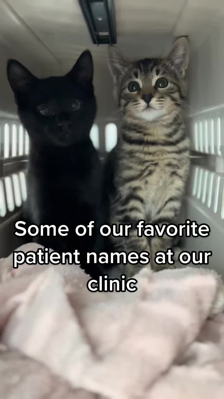 @sfurbanpethospital