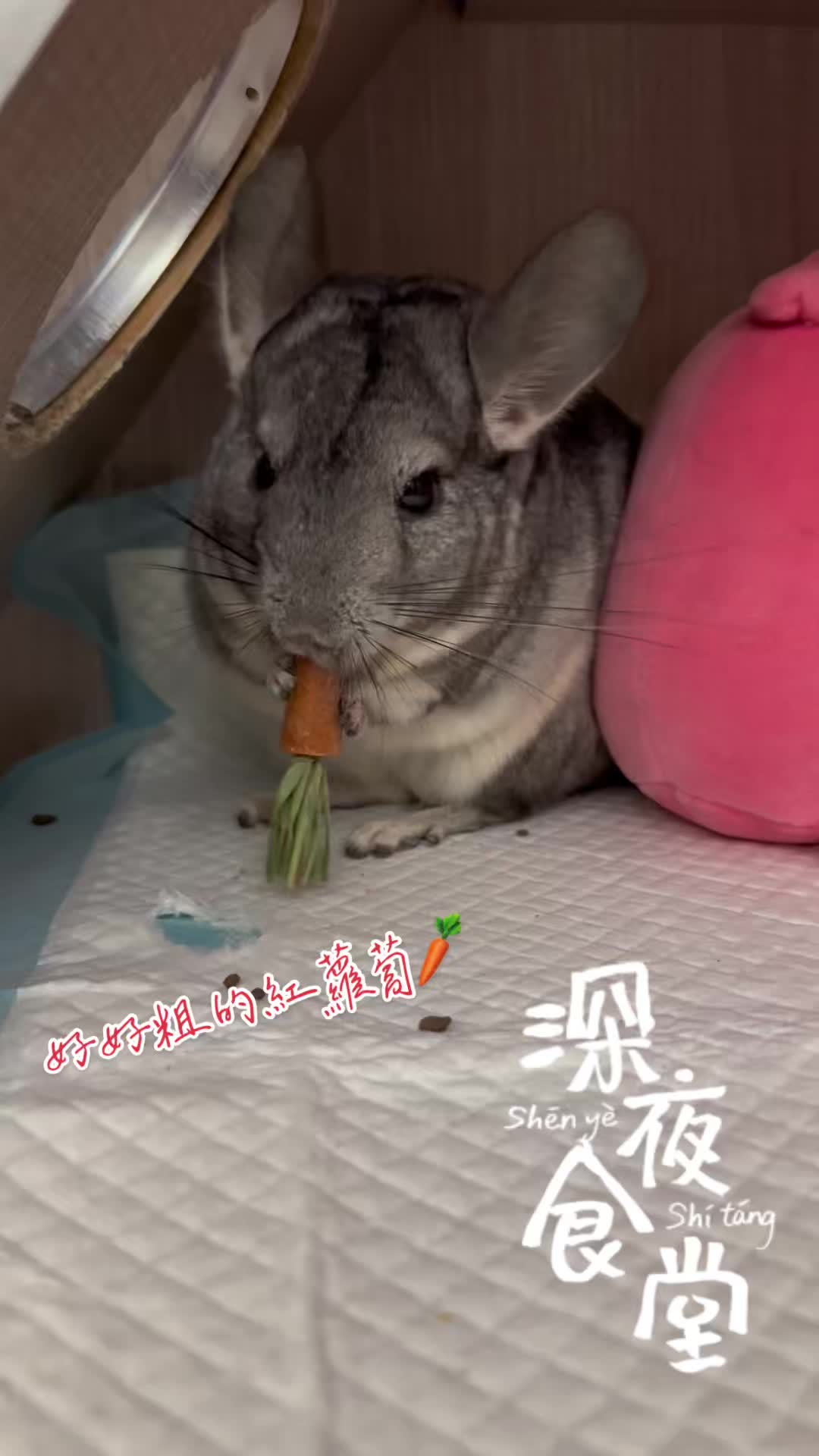 @陳小豬🐷❤️天秤海🏖️