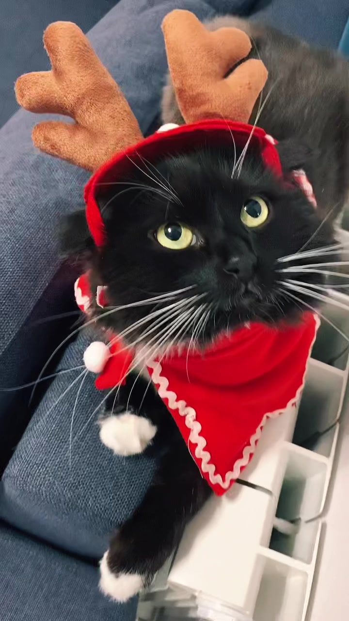 @КОТ МУЖИК 🐾