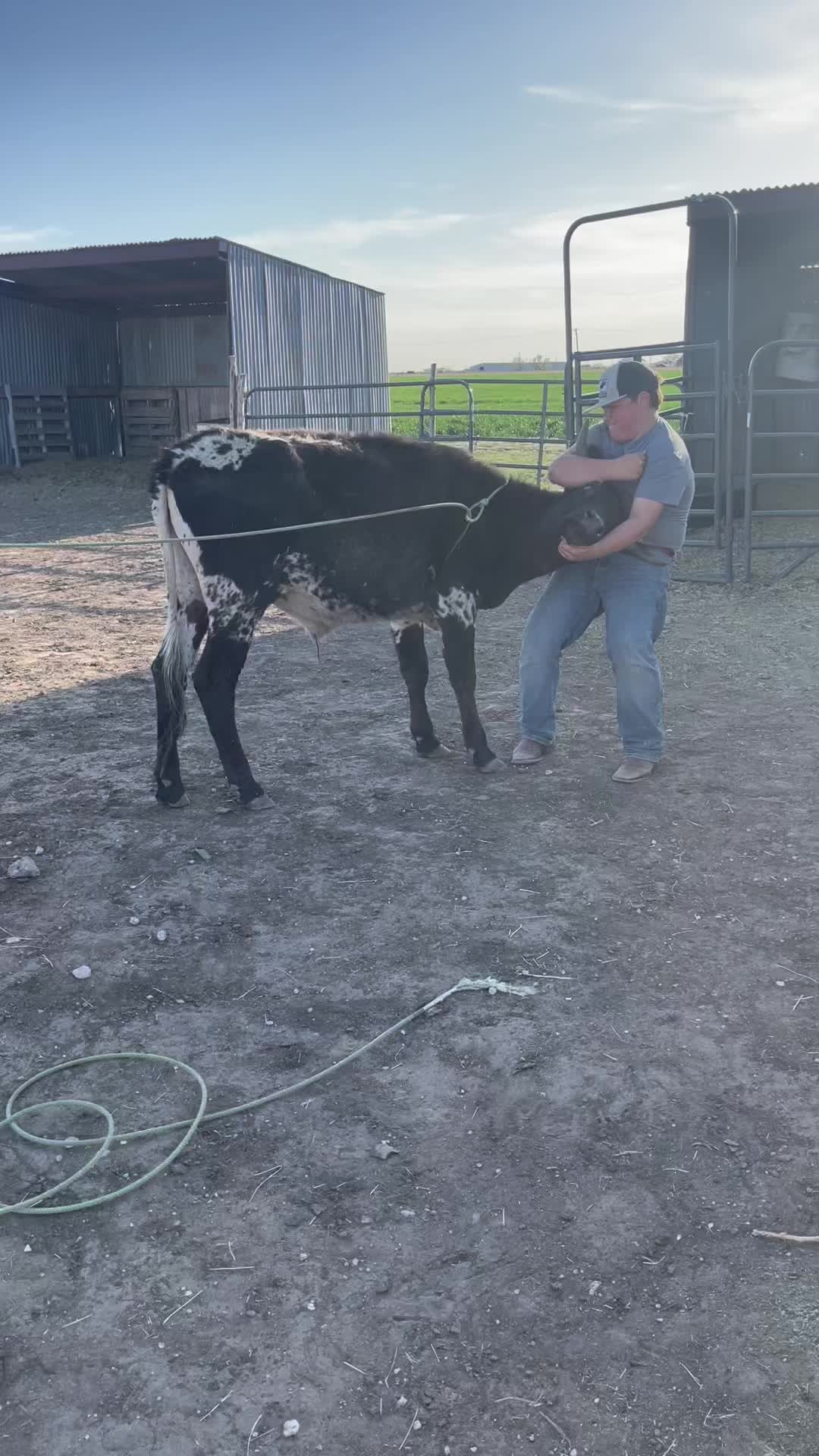 @🐂Haze Reed-Mini Bull Rider🐂