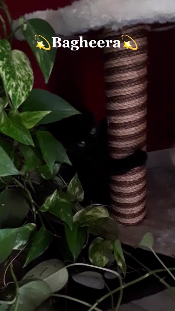 @Sia 🐱
