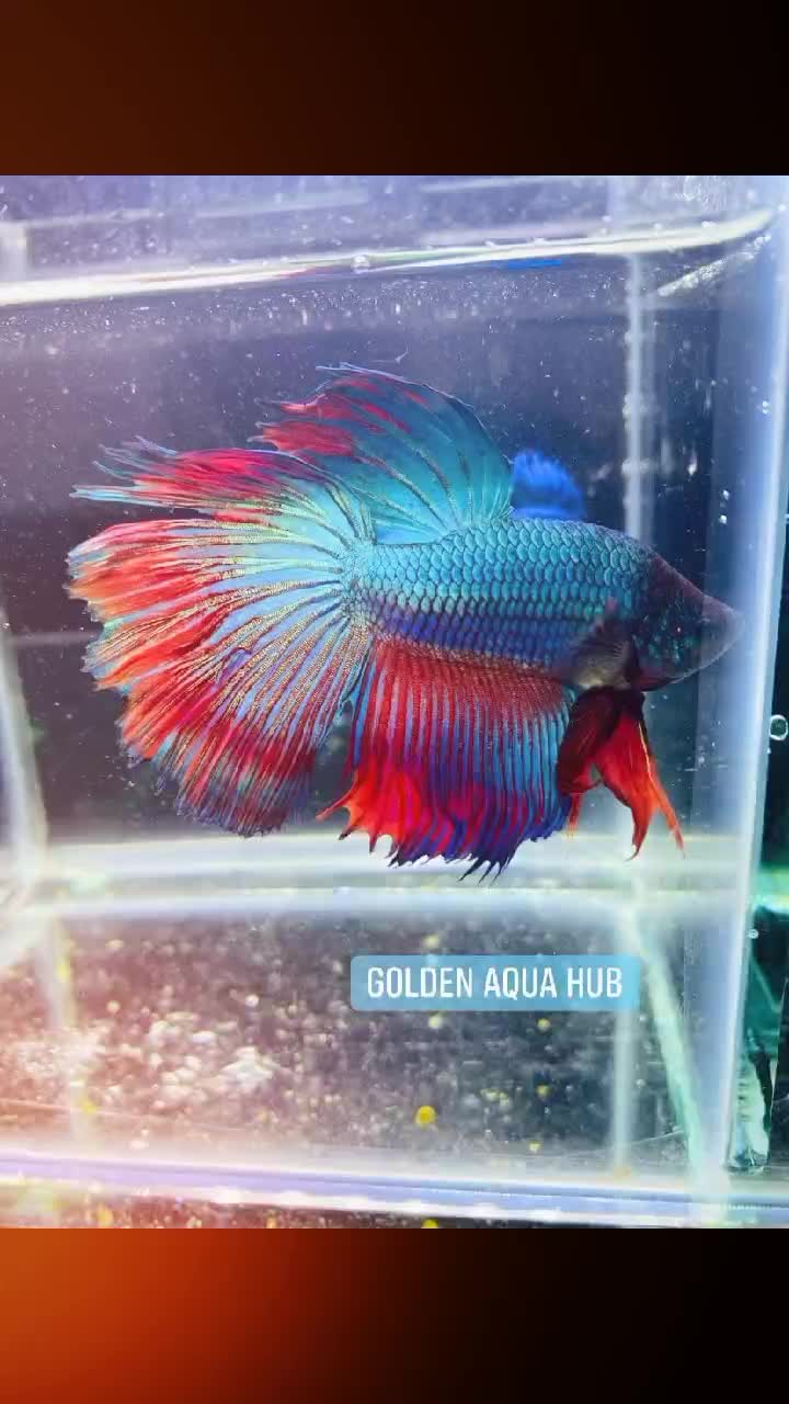@goldenaquahub