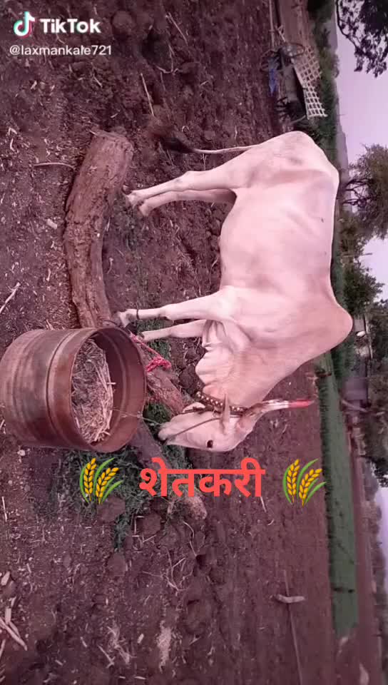 @बाबा भाई मित्र मंडळ