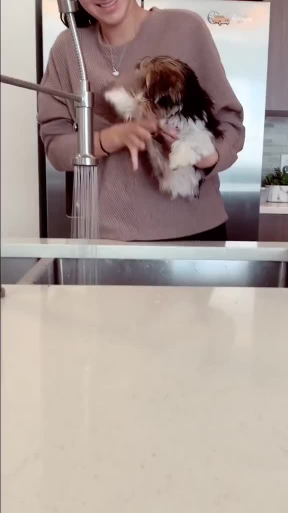 @Biewer Terrier World