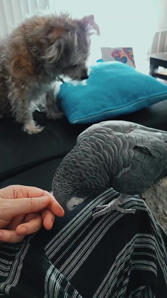 @Ben the bird