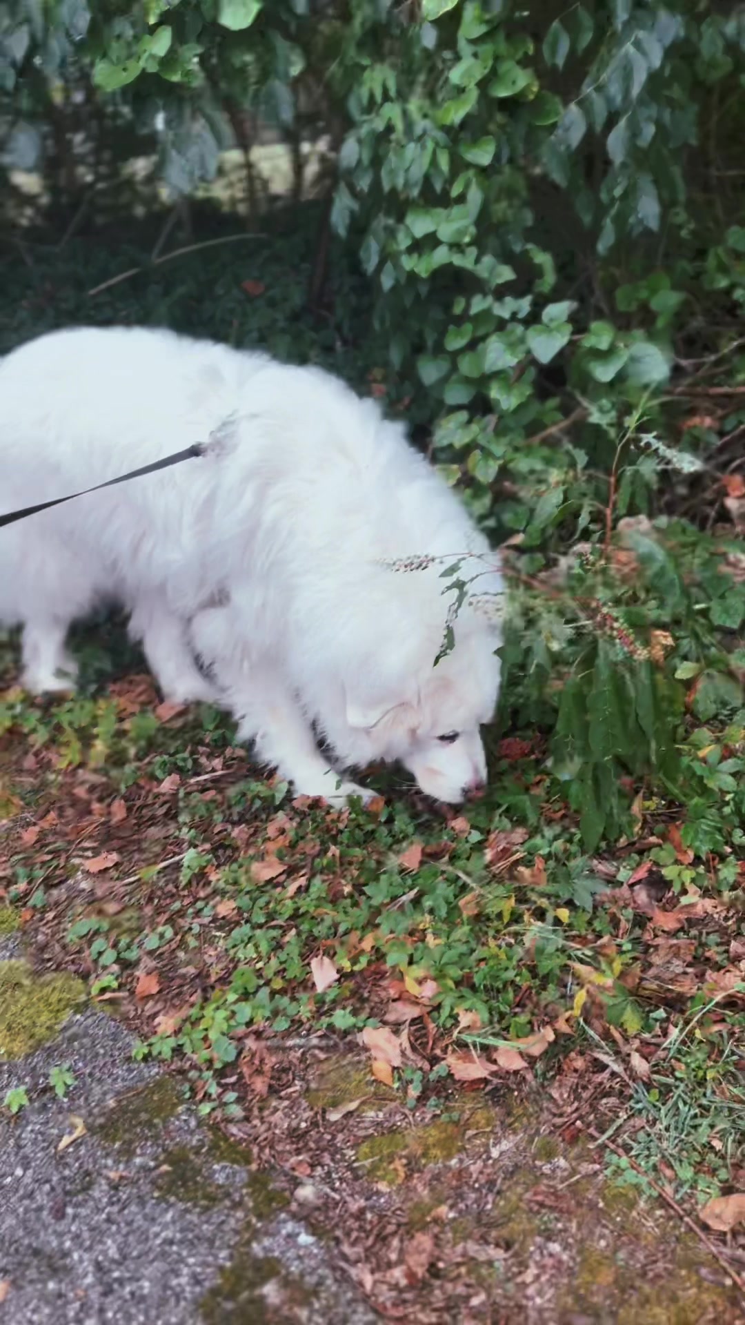 @caninecaravan615