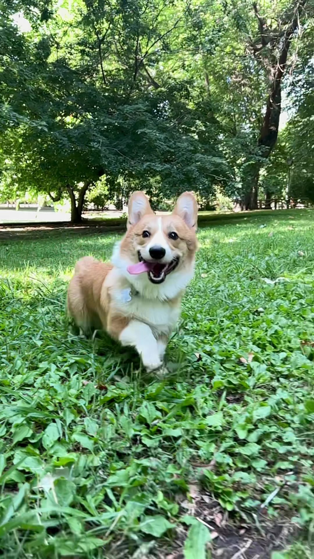 @Monty the Pembroke Welsh Corgi