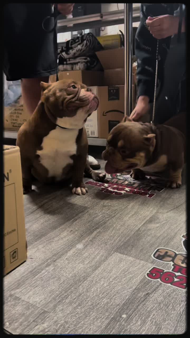 @thepawdcastofficial
