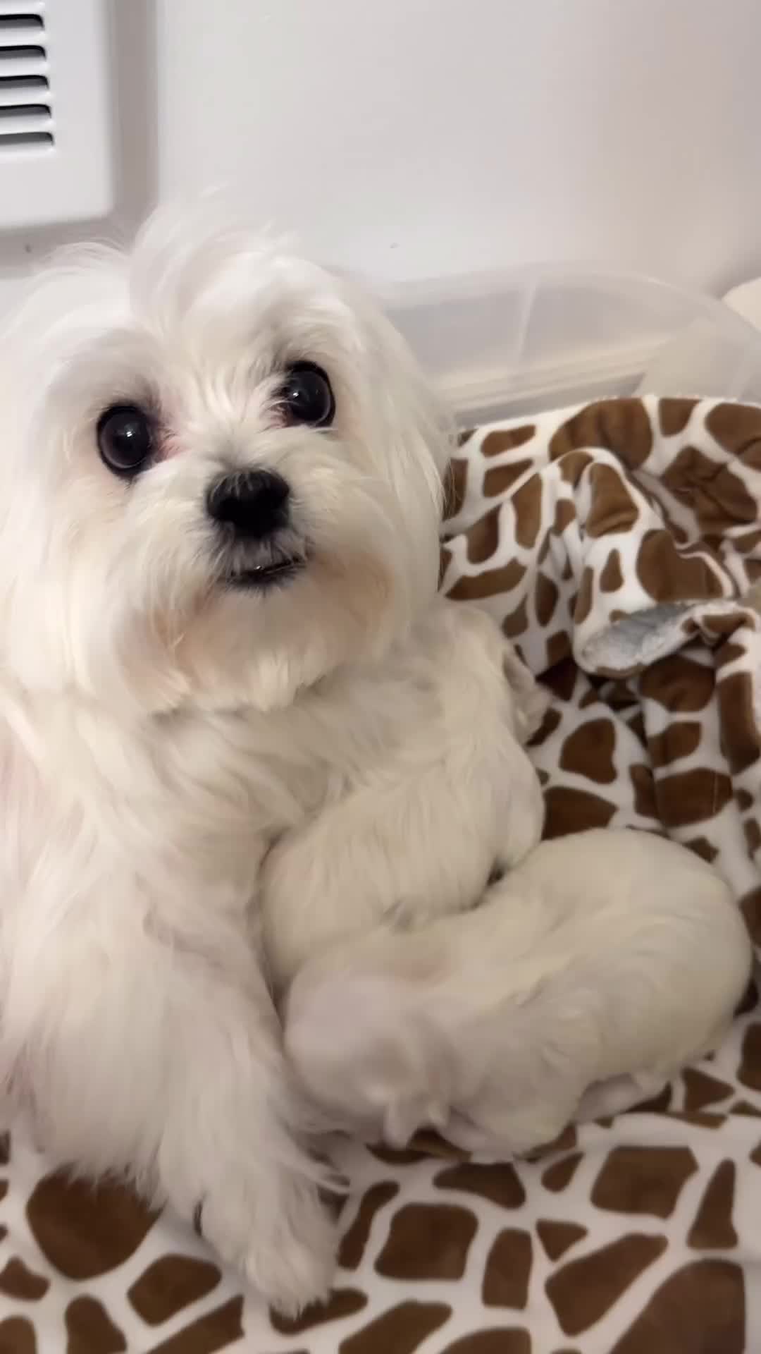 @mildred.the.maltese