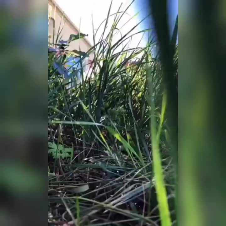 @leonupetpet