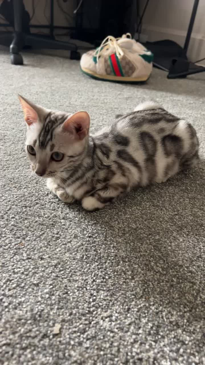 @Sagethebengal