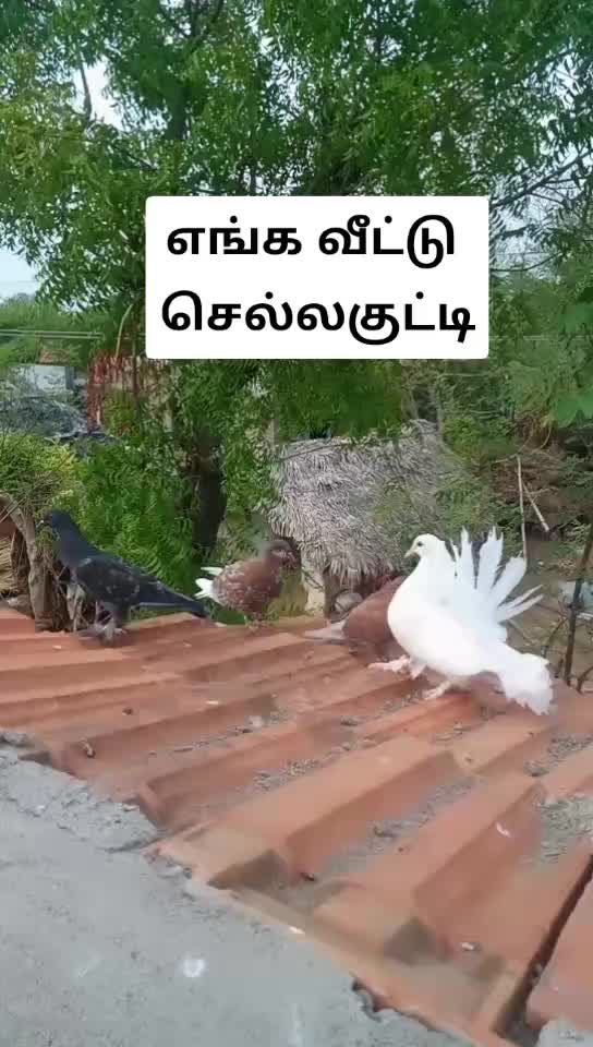@Trīçhý__sâthísh