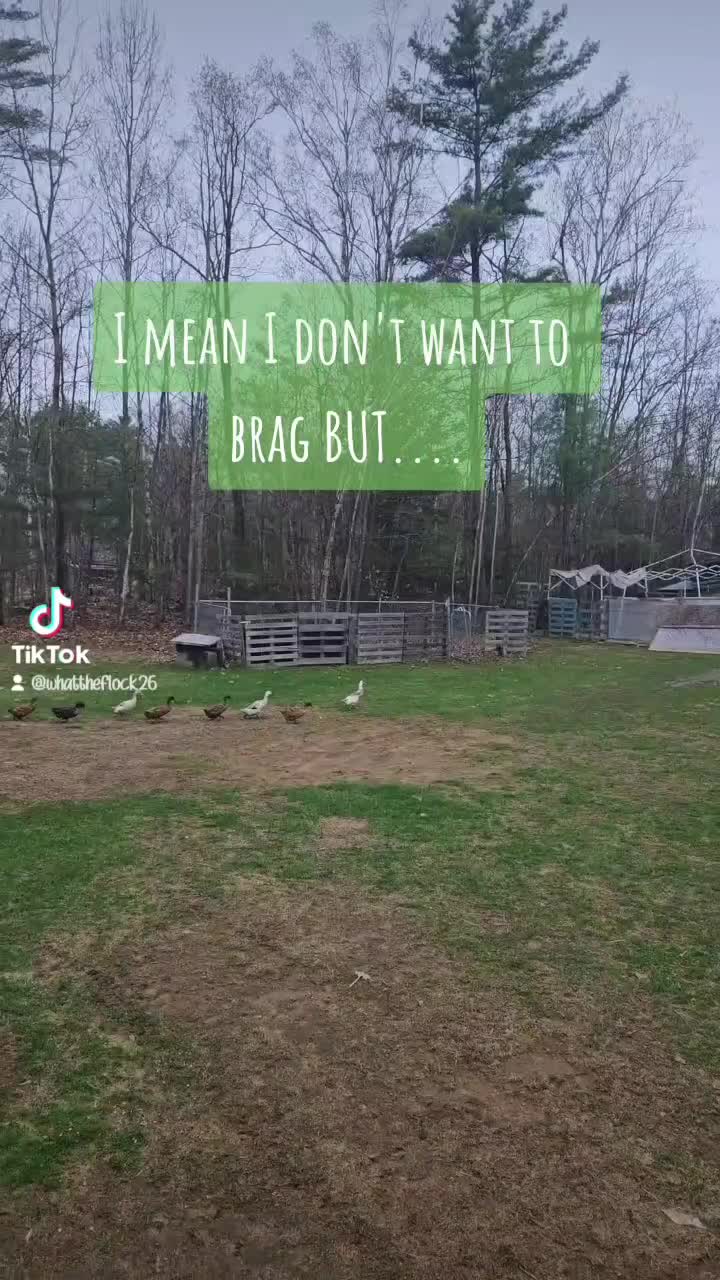 @Cluck and Waddle Farm Rescue