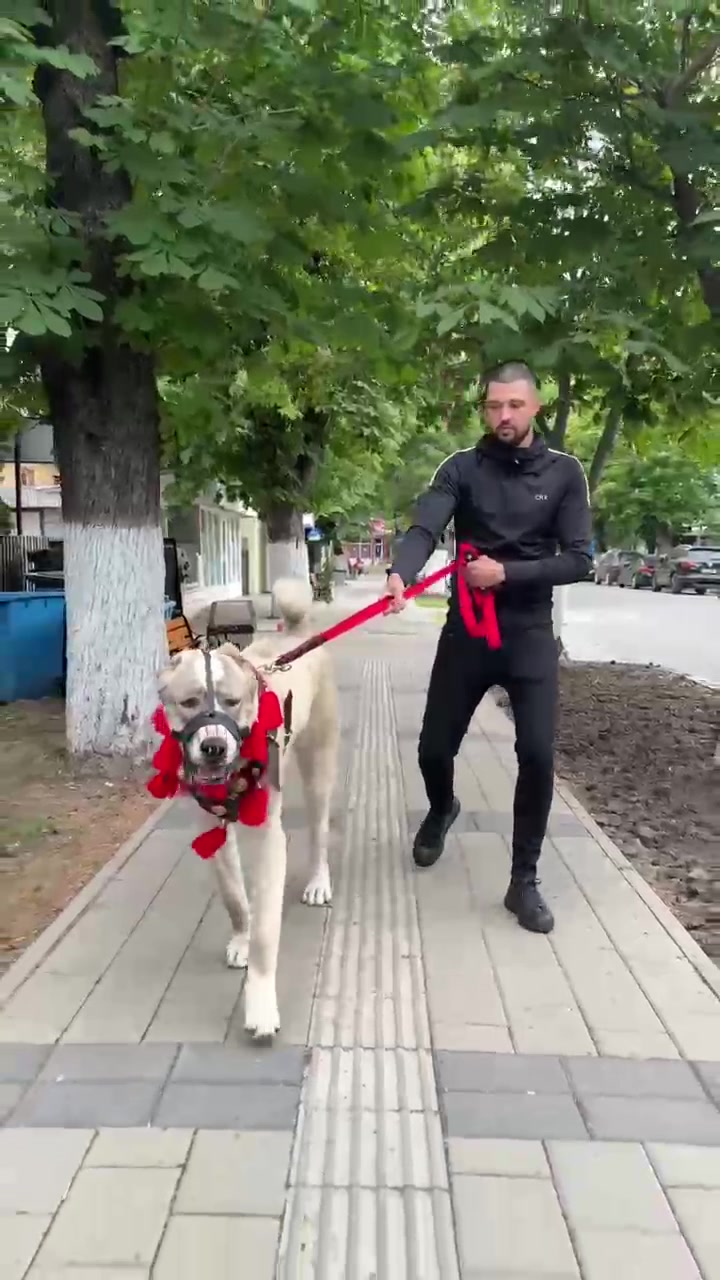 @RBU Alabai_Volkodav 🇷🇴