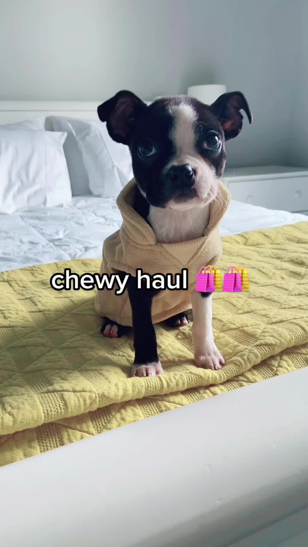 @anna + dogs