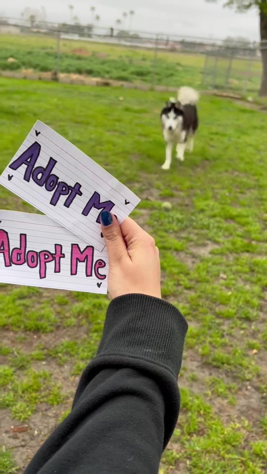 @Ramona Pets
