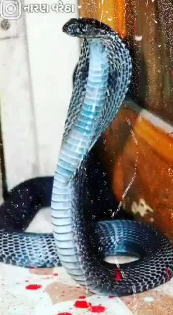 @🦁જીગુભા🦁