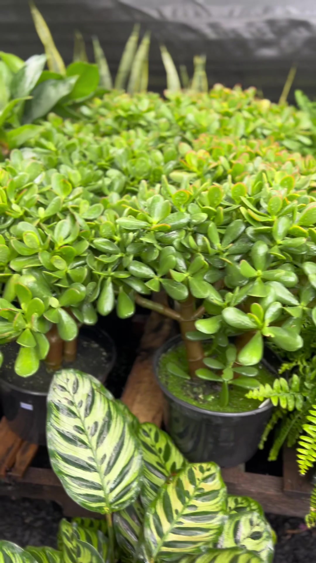 @Tiny Plants