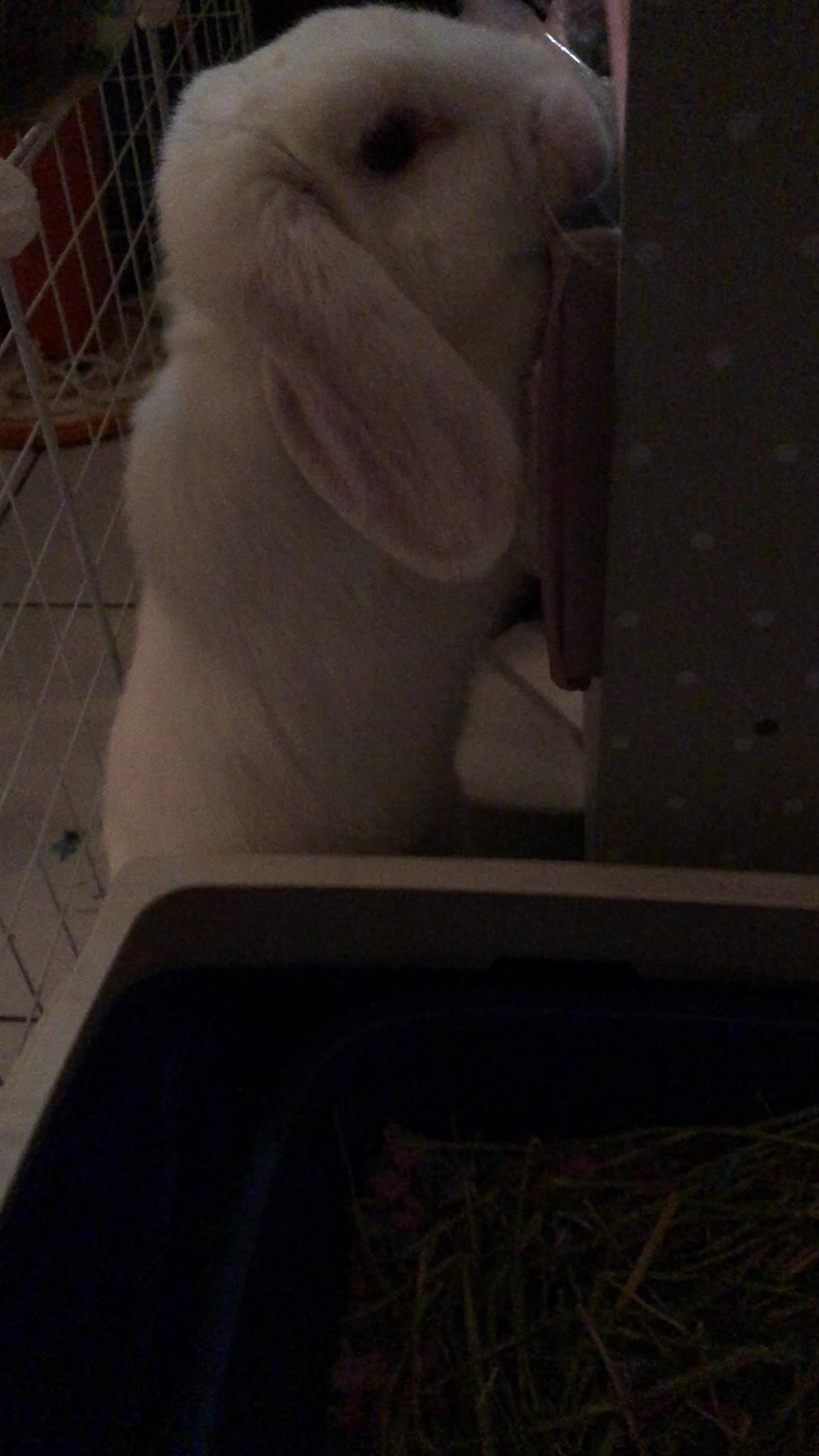 @Arcticbadbunny