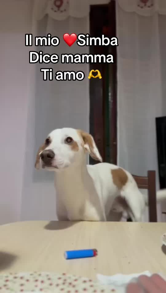 @Giulia