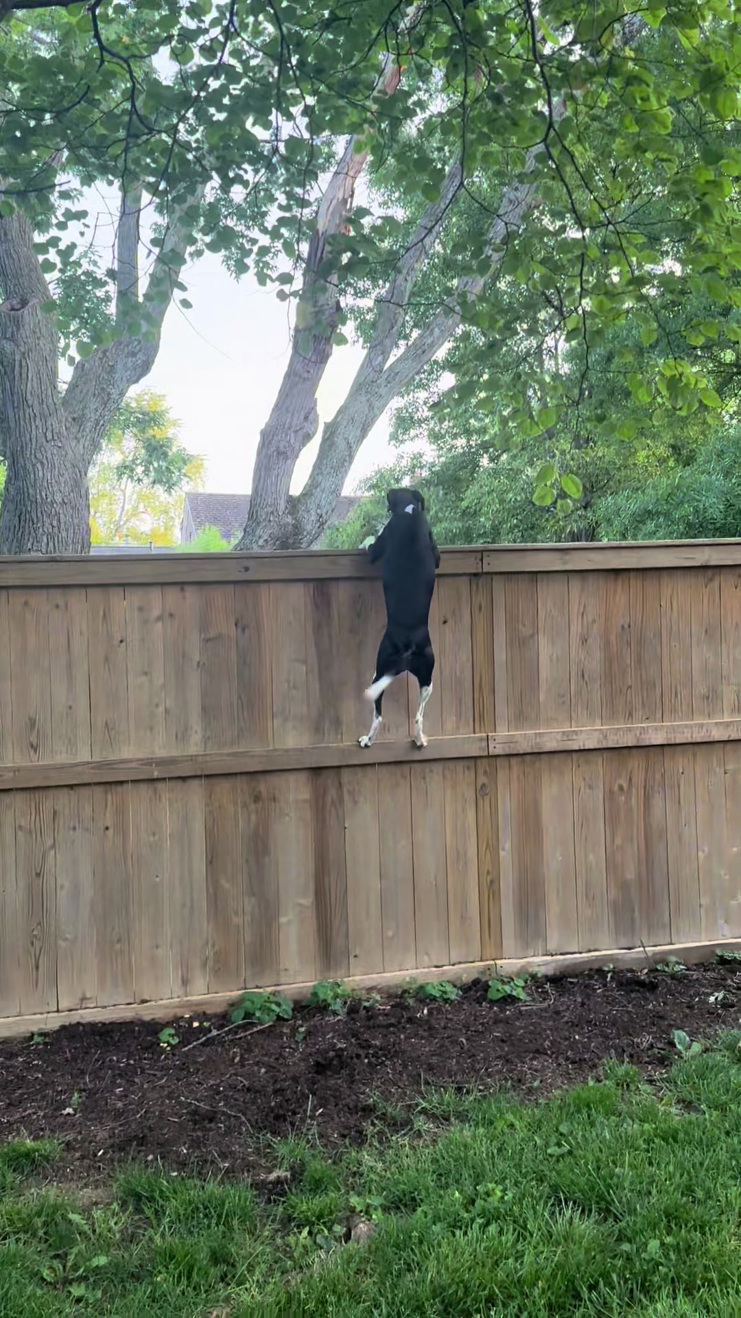 @Lexithejumpingdog