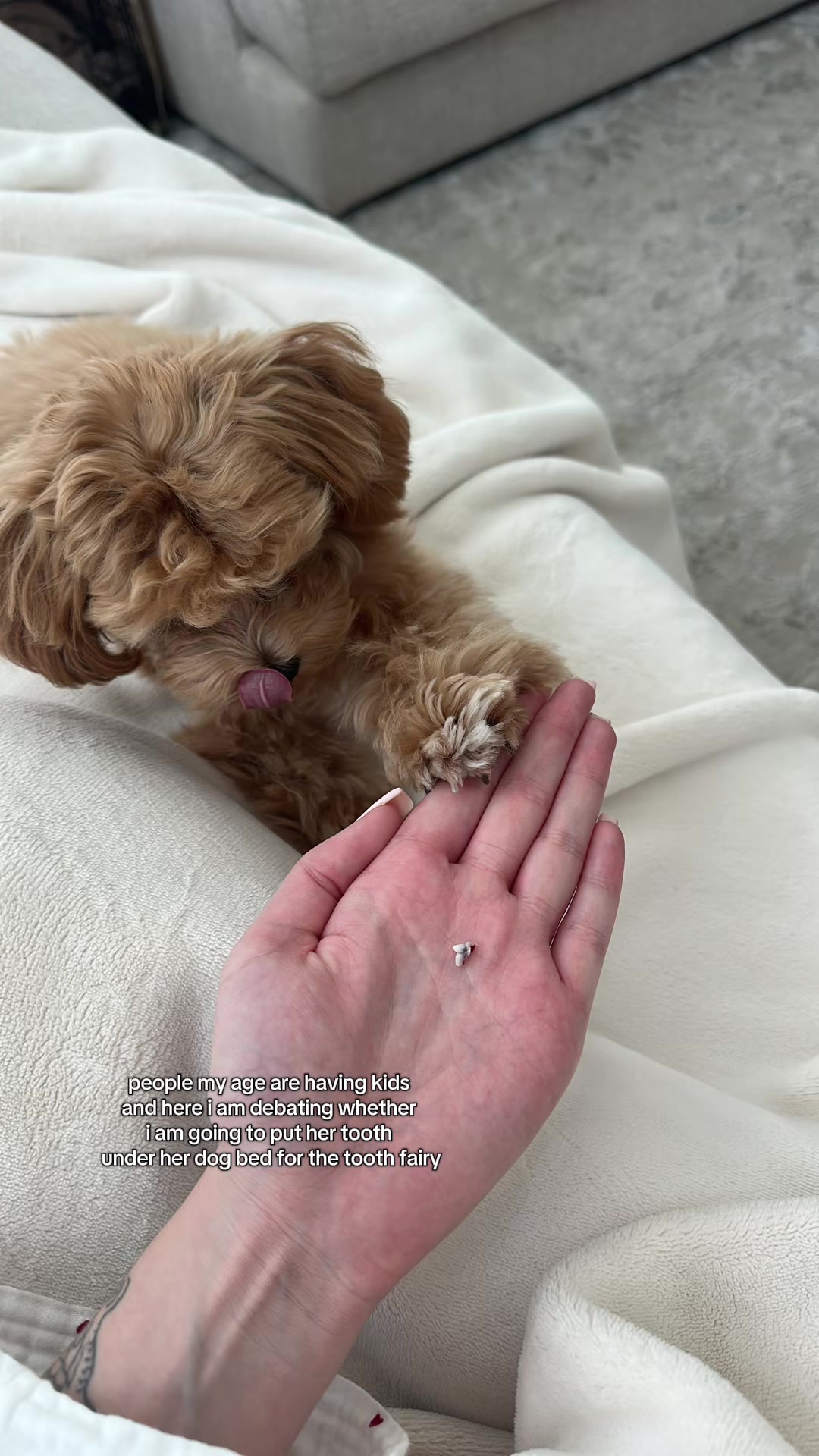 @Mochi the Maltipoo 🐻