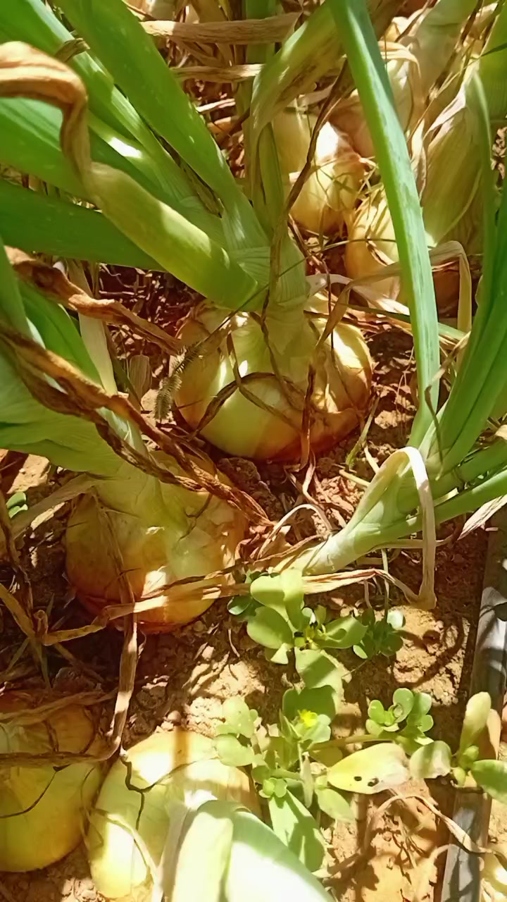 @🇸🇳JEUNE AGRICULTEUR🇸🇳