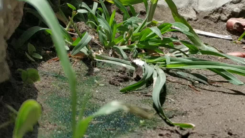 @offcialKaran_Saini