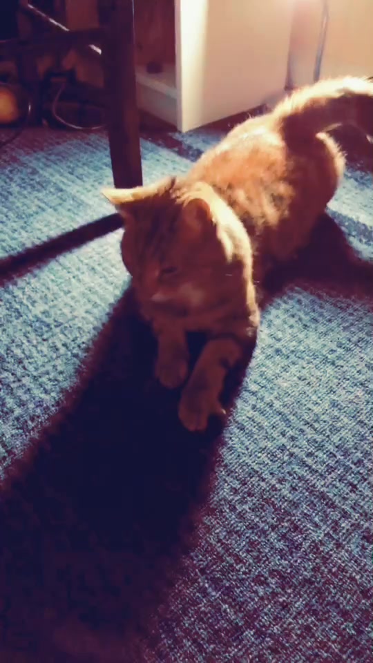 @Kitty02 🐈 🇳🇴