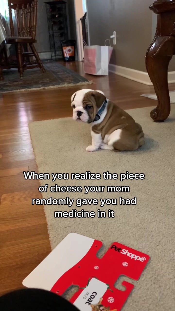 @Stubby The Bulldog