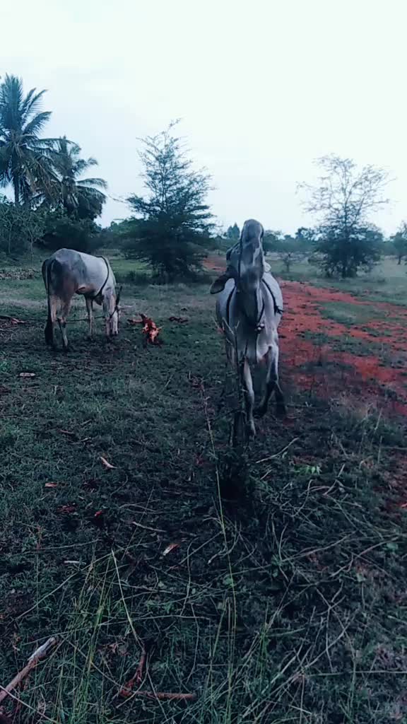 @ಗಾಂಚಲಿ ಹುಡ್ಗ