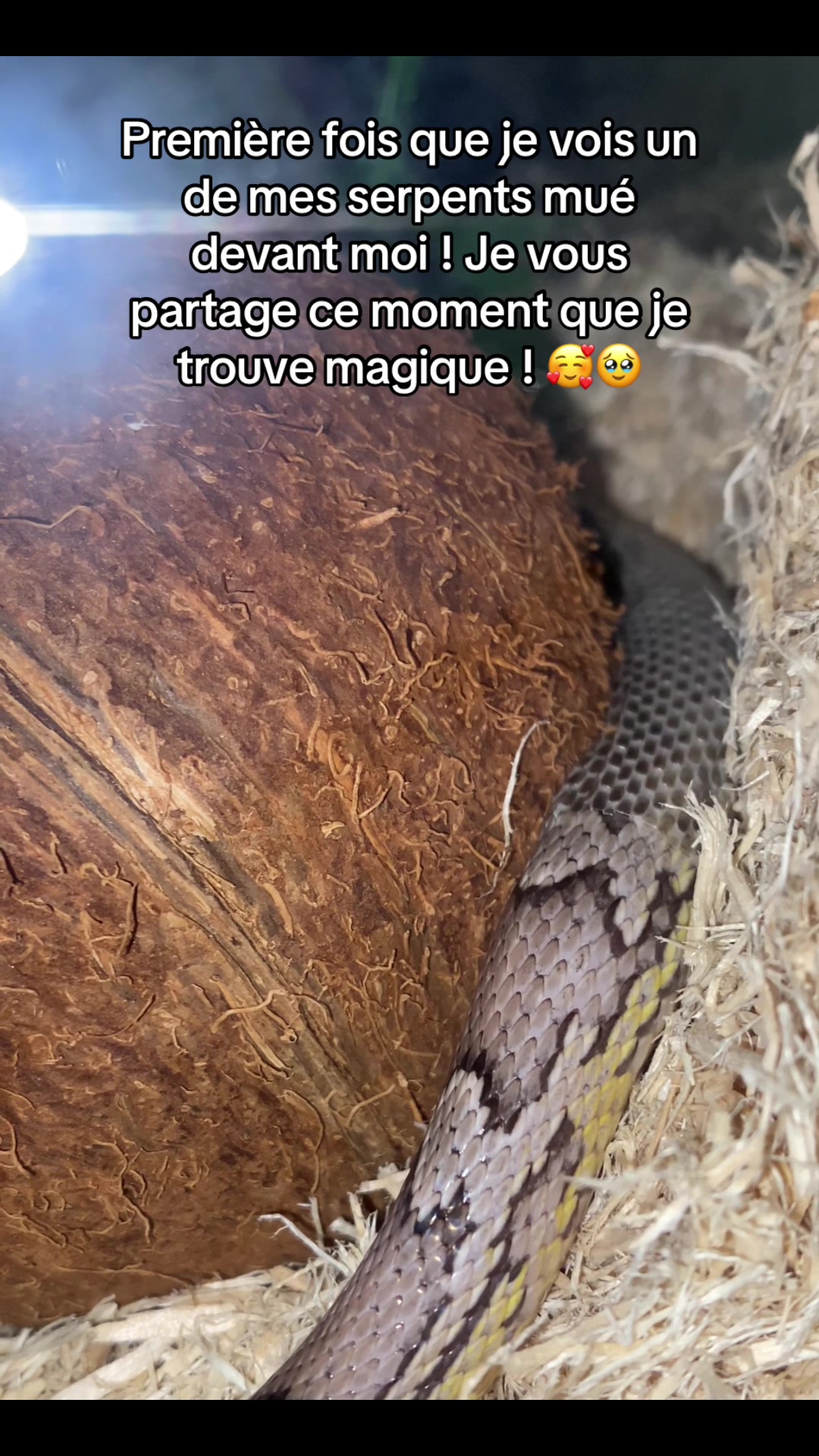 @Snakes_of_Leslie🐍