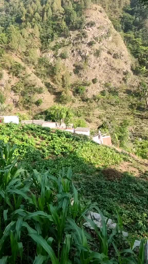 @pahadi bula